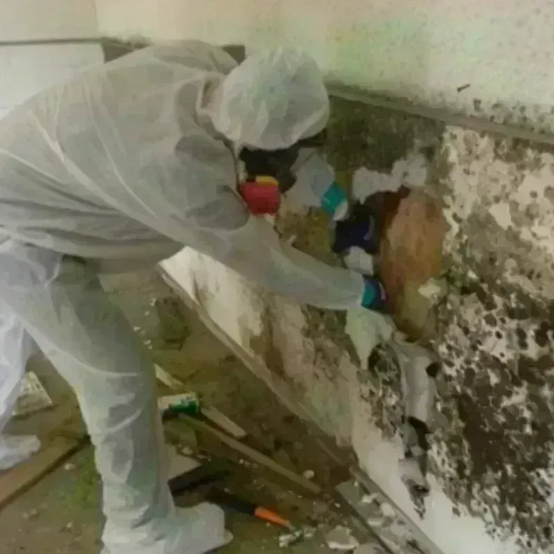 Mold Remediation and Removal in Boone County, AR